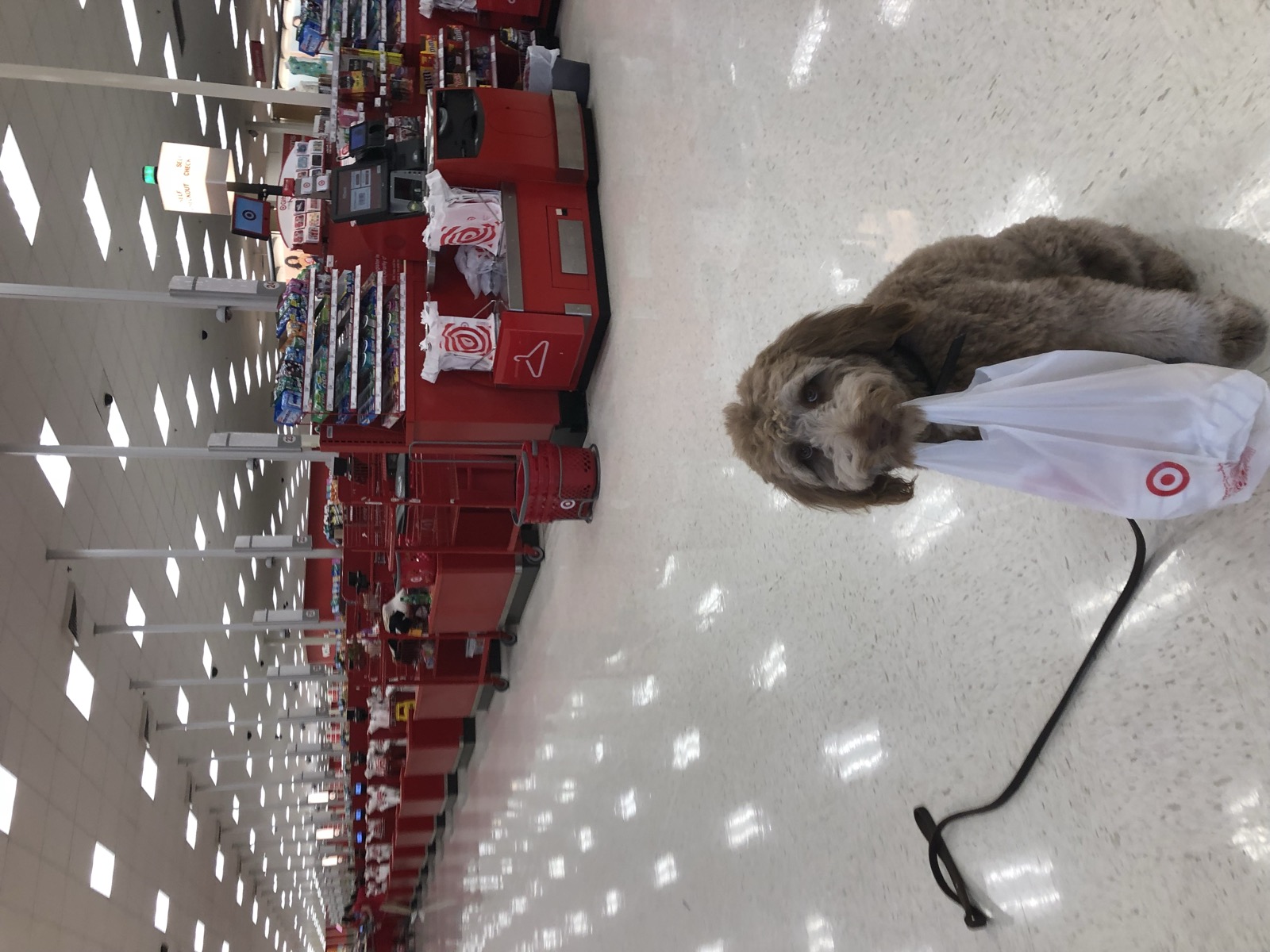 Two Dobermans holding a place command indoors demonstrating advanced obedience skills