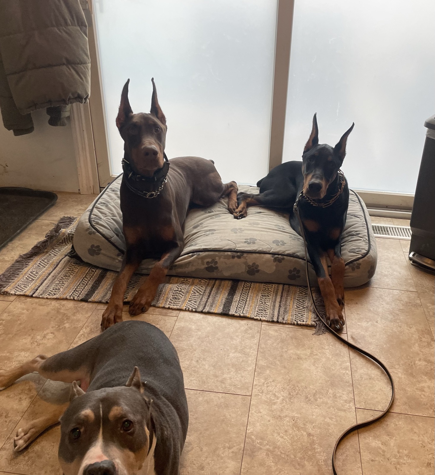 Trained dog holding a down-stay inside a retail store demonstrating real-world obedience