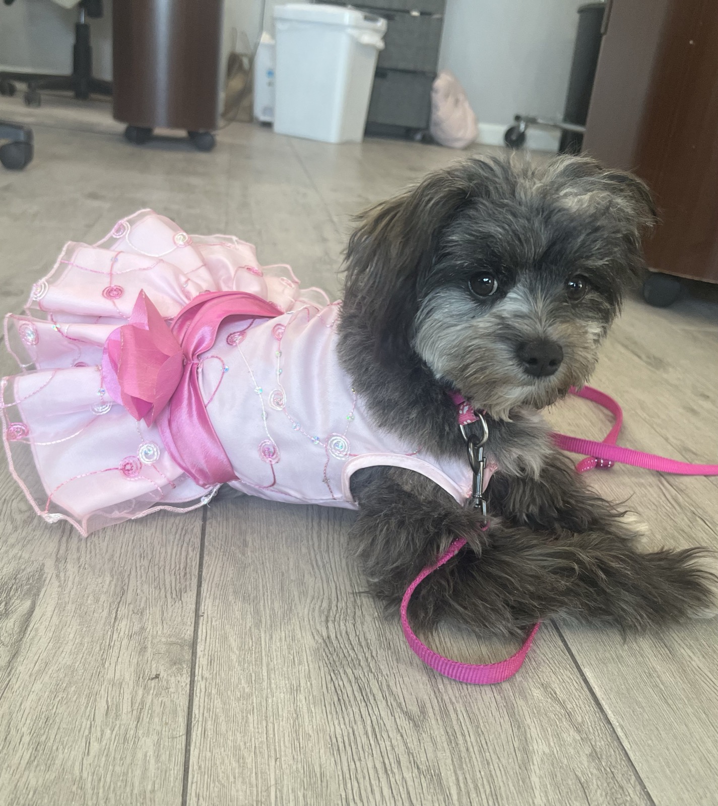 Dog holding a reliable place command in a backyard setting