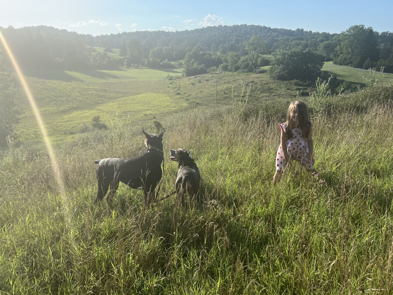 Well-trained dogs calmly sitting in a field with a child nearby