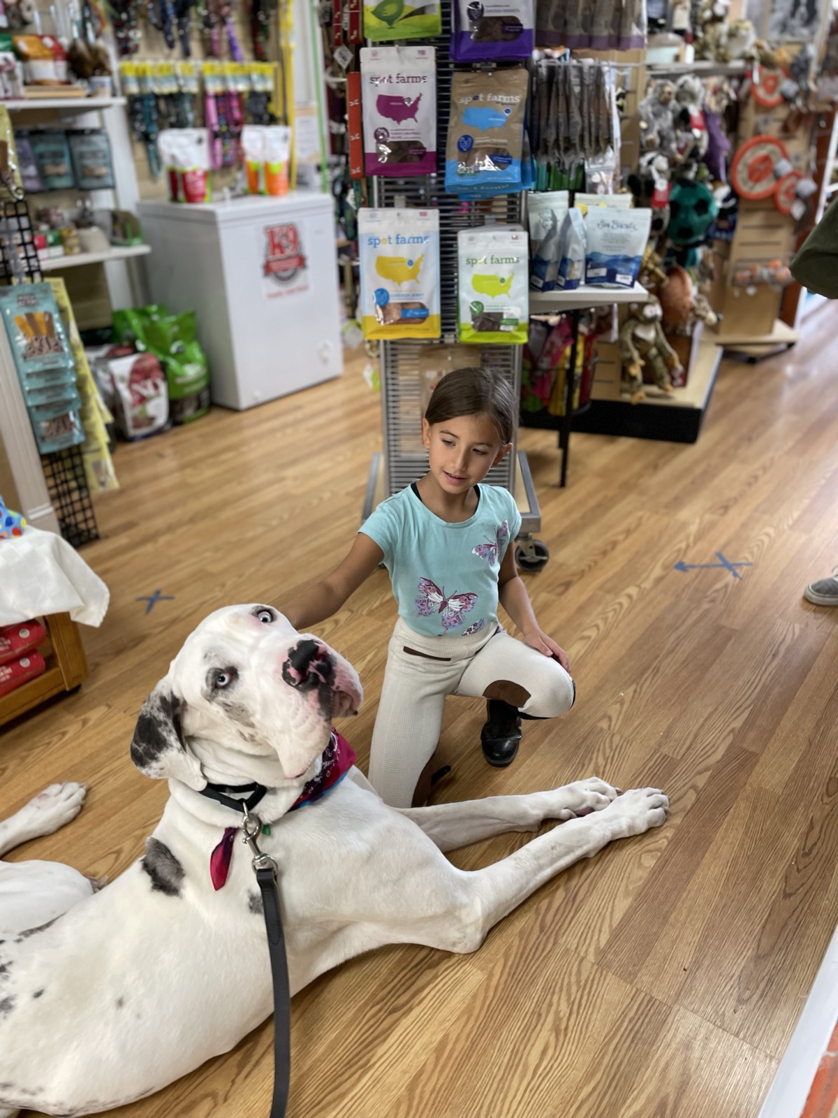 Great Dane staying calm in a pet store near a child after professional obedience training