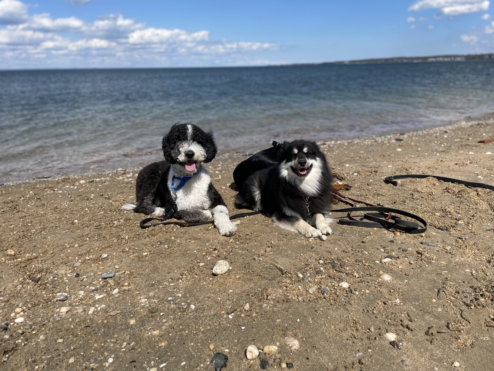 Two well-trained dogs relaxing calmly on the beach after obedience training